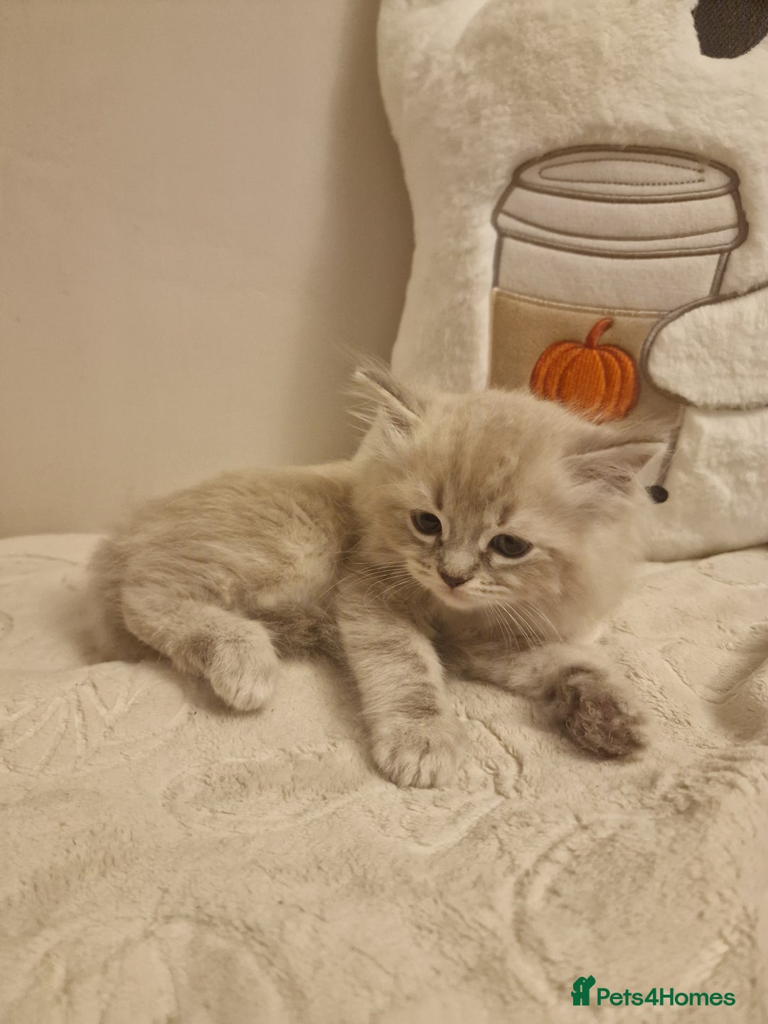 Ragdoll cats for sale: Mink ragdoll babies  - Image 11