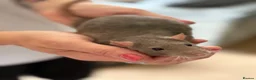 Rat rodents for sale: Rats for sale - Advert 13