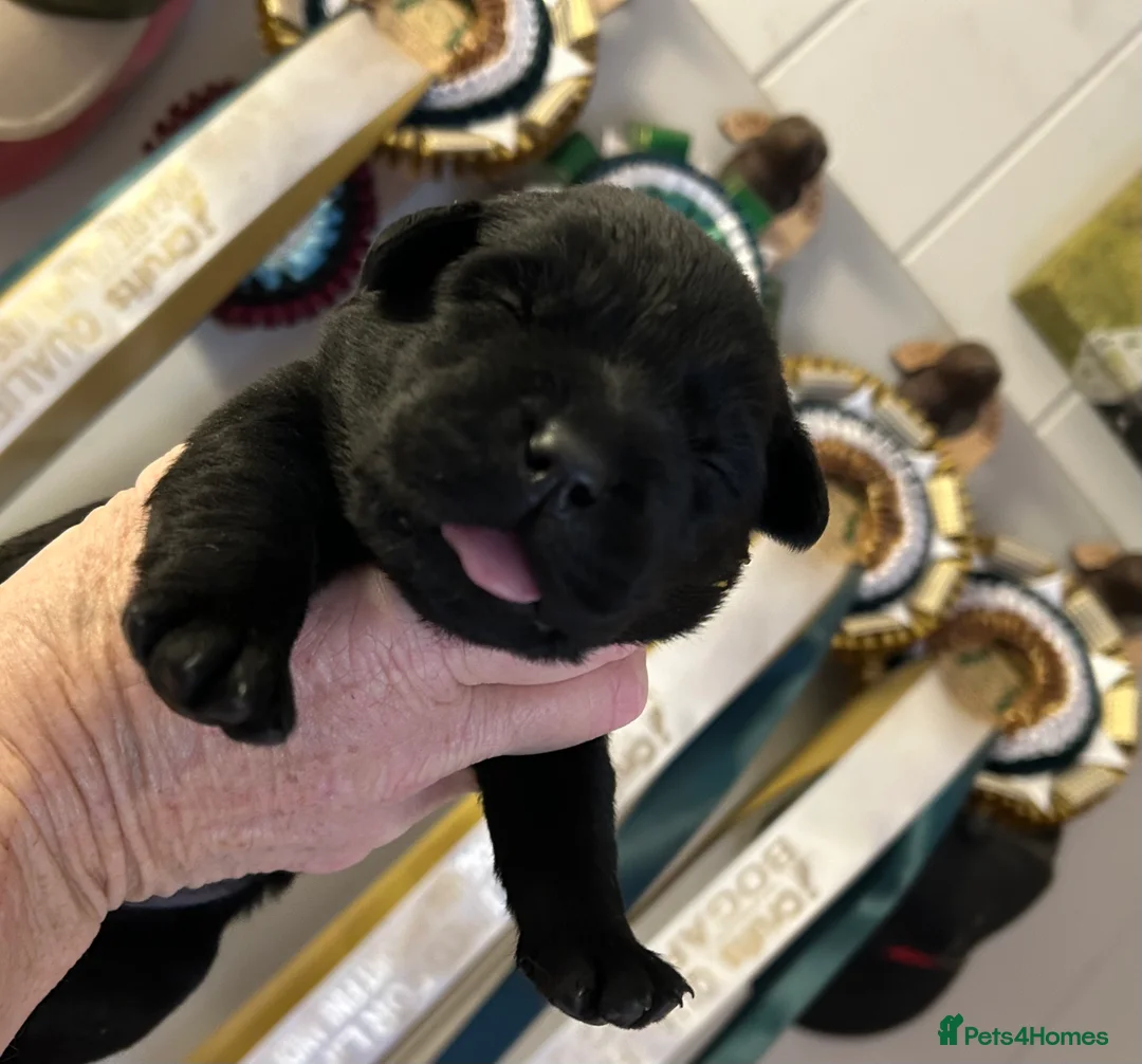 Labrador Retriever dogs for sale: One Yellow Purebred Pedigree Male Labrador - Advert 14
