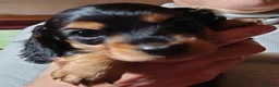 Miniature Dachshund dogs for sale: Brothers & sisters  to Crufts Best Puppy Dog 2025 in Hereford - Advert 10
