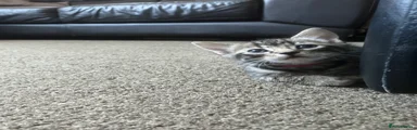 Domestic Shorthair 4