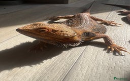 Bearded Dragon reptiles for sale: Bearded dragon - Image 4