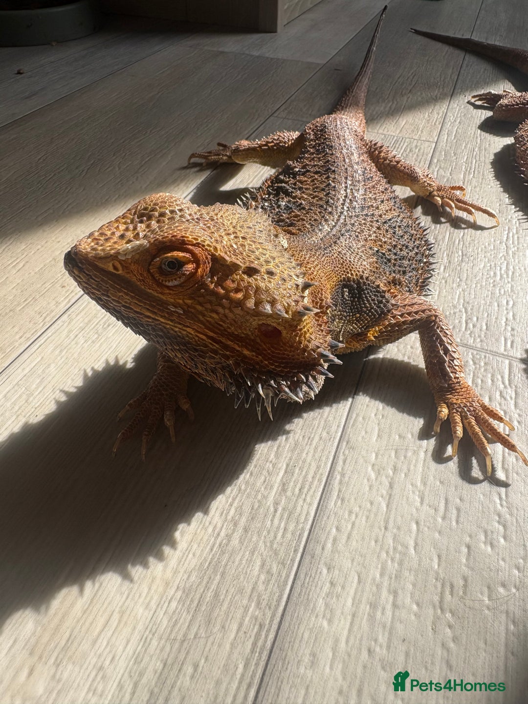 Bearded Dragon reptiles for sale: Bearded dragon - Image 4