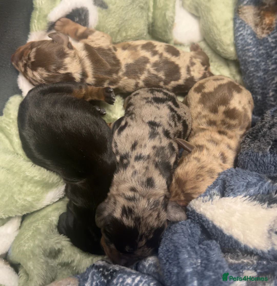 Miniature Dachshund dogs for sale: Miniature dachshund  - Advert 2