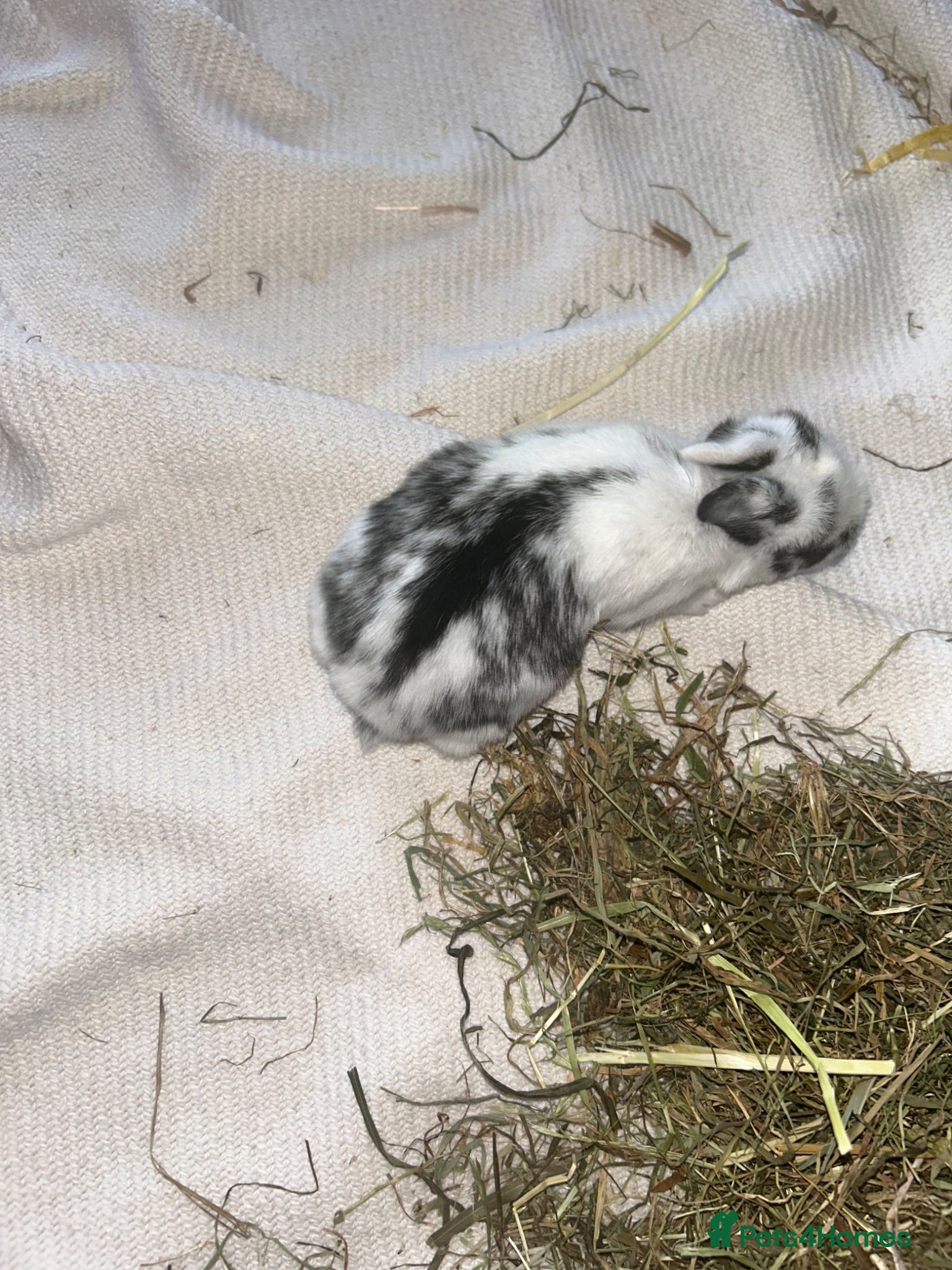 Mini Lop rabbits Beautiful French-mini lops - Advert 2