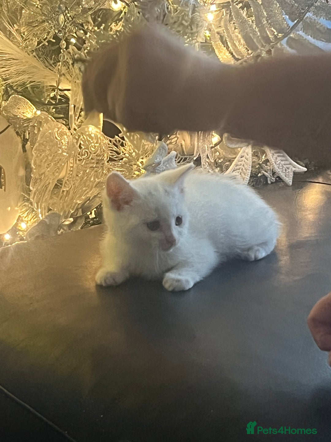 British Shorthair cats for sale: Beautiful Shorthair Kittens - Advert 4