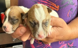 Jack Russell dogs for sale: Bred From Health Tested Parents - Image 21