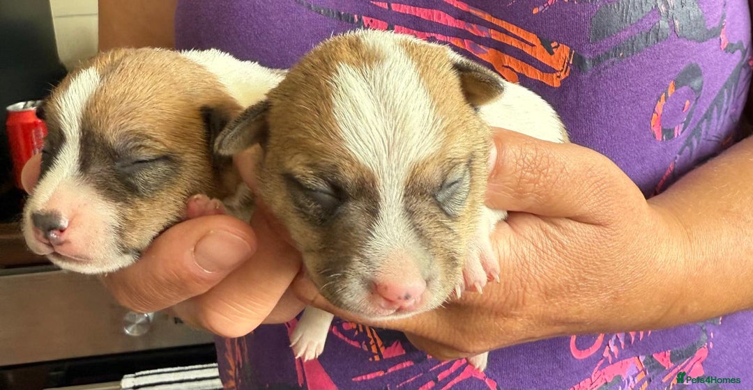 Jack Russell dogs for sale: Bred From Health Tested Parents - Image 21