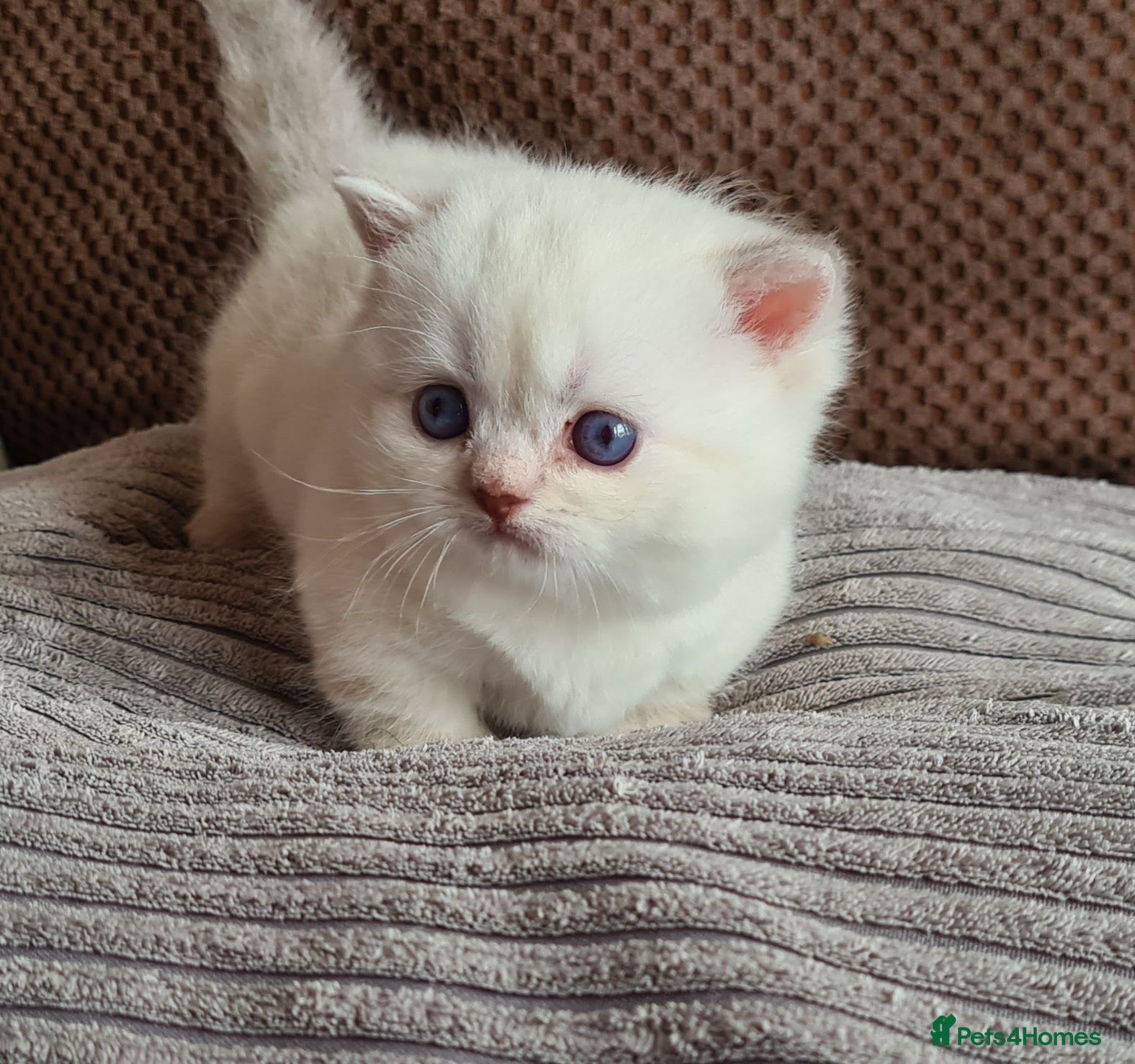 Munchkin cats Colour pointed, Female munchkin - Advert 2