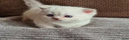 Munchkin cats for sale: Colour pointed, Female munchkin - Advert 2