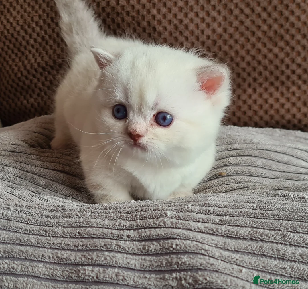 Munchkin cats for sale: Colour pointed, Female munchkin - Advert 2