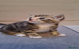 Bengal cats for sale: 4 Cute Tabby Kittens  - Image 5