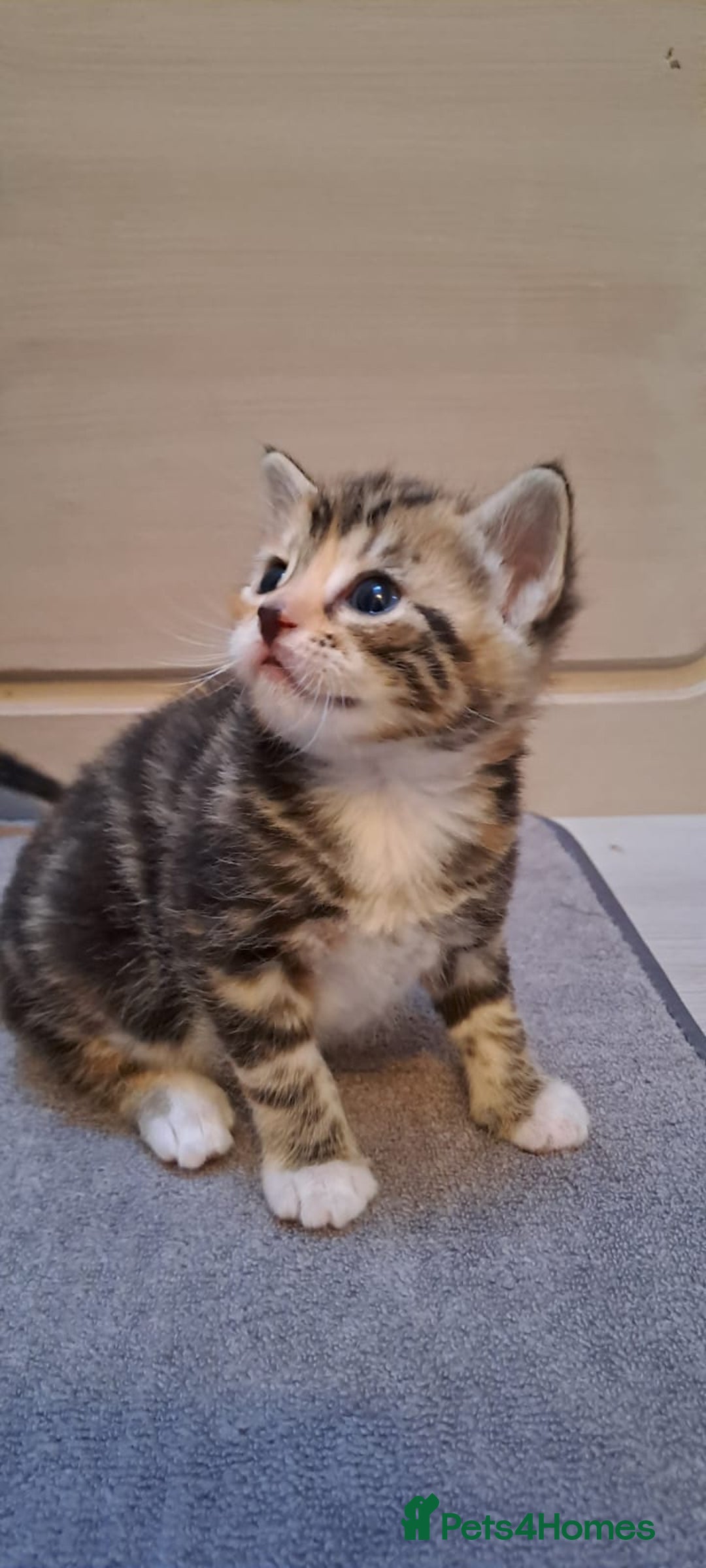 Bengal cats for sale: 4 Cute Tabby Kittens  - Image 5