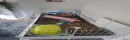 Guinea Pig rodents for sale: 2 male guinea pigs - Advert 4