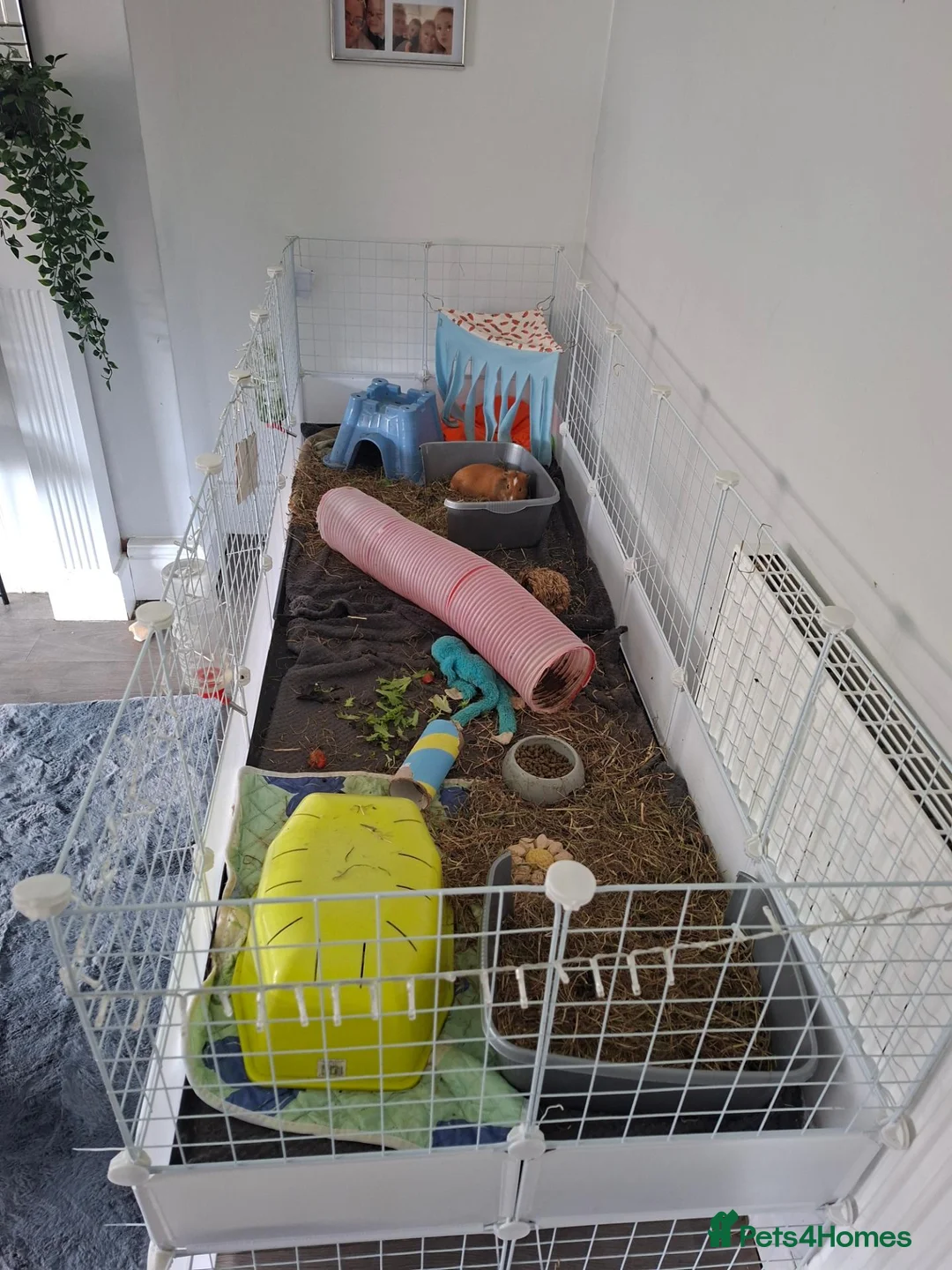 Guinea Pig rodents for sale: 2 male guinea pigs - Advert 4