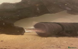 Other/Mixed Breed fish for sale: Tyre track eel  - Image 1