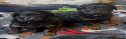Rottweiler dogs for sale: Health tested Rottweiler puppy’s for sale  - Advert 13