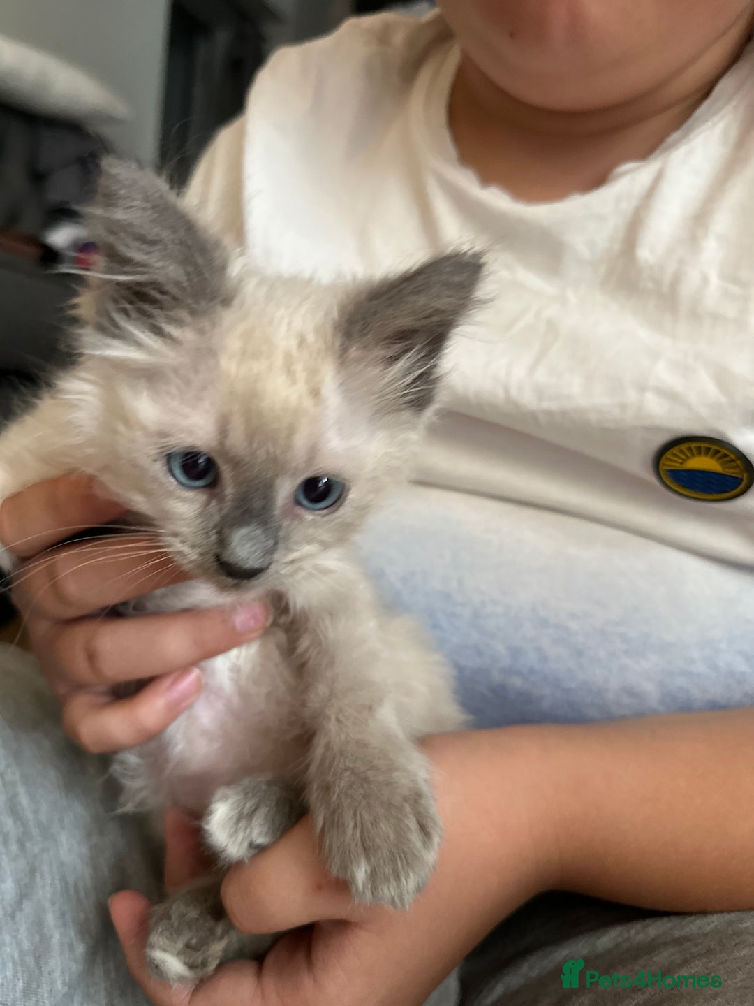 Birman cats for sale: Birman Kitten 2 - Birman kittens  - Image 4