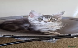 Maine Coon cats for sale: Pure Maine coon - Image 6