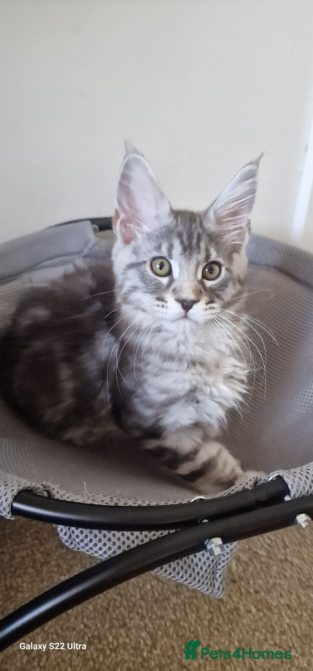 Maine Coon cats for sale: Pure Maine coon - Image 6