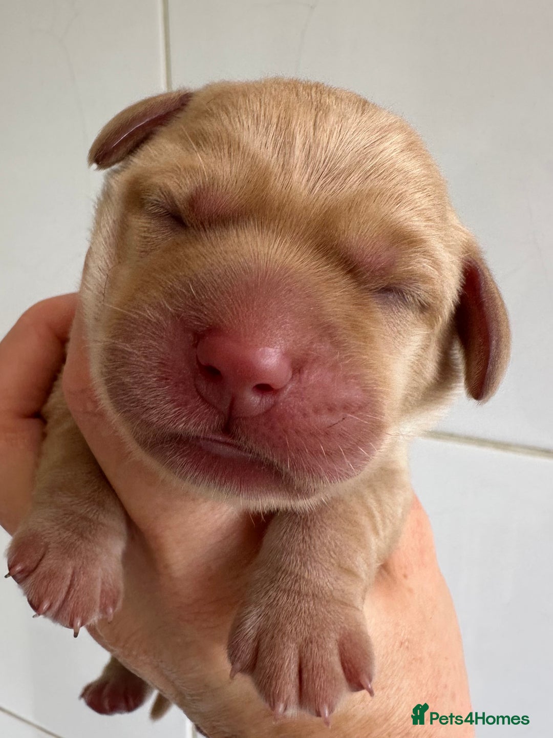 Labrador Retriever dogs for sale: Labrador puppies from health tested parents  - Image 4