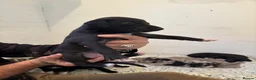 Lurcher dogs for sale: Lurchers for sale - Advert 7