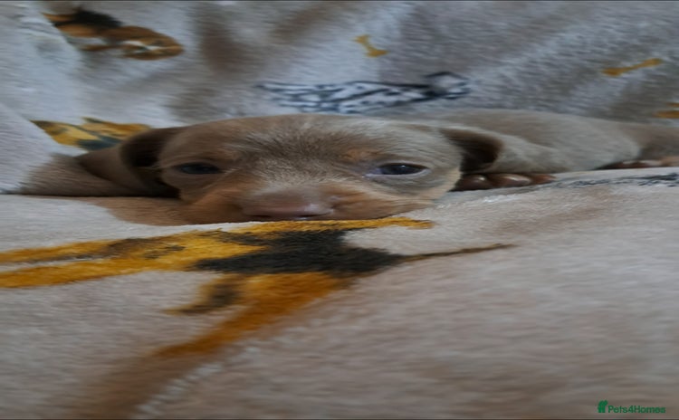 Miniature Dachshund dogs Stunning Miniature dachshund puppies  - Advert 2