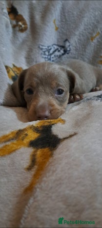 Miniature Dachshund dogs Stunning Miniature dachshund puppies - Advert 2