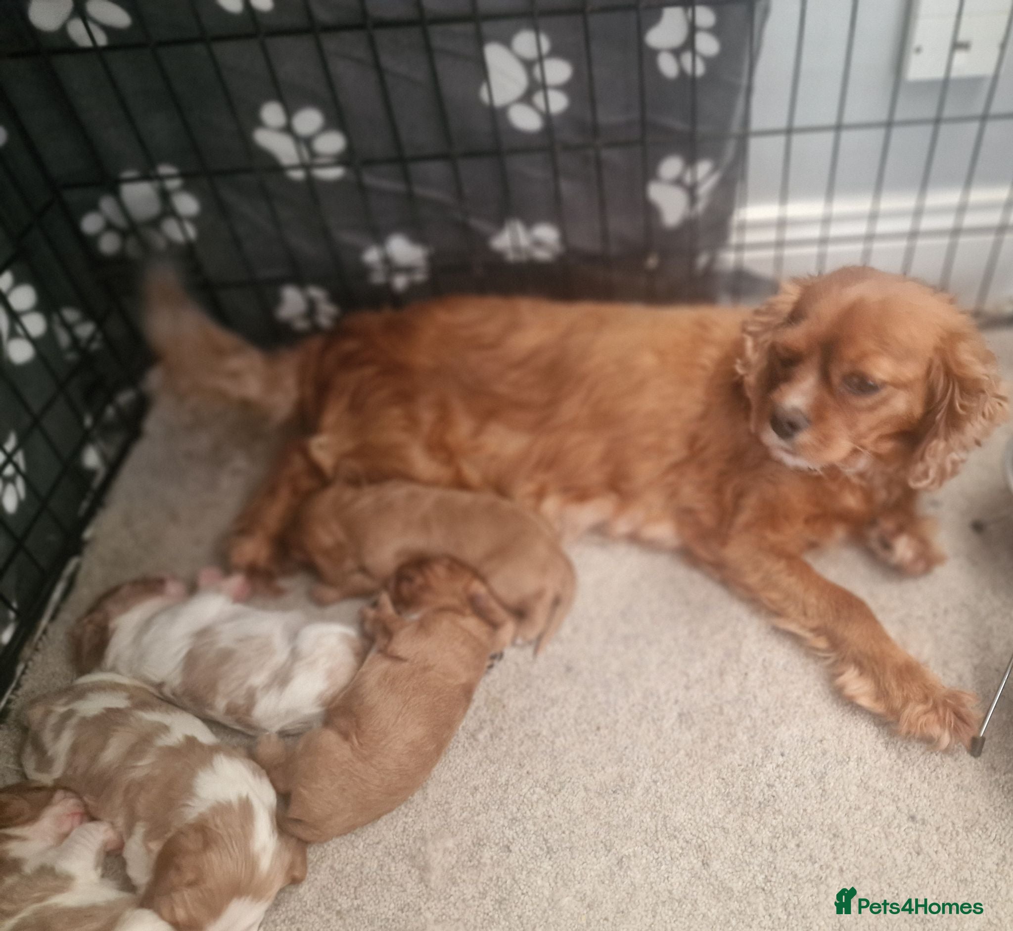 Cavalier King Charles Spaniel dogs Cavalier King Charles Spaniel Puppies  - Advert 1