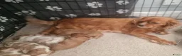 Cavalier King Charles Spaniel dogs for sale: Cavalier King Charles Spaniel Puppies  - Advert 1