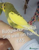 Budgerigars birds Superb home bred beautifully coloured baby budgies - Advert 6