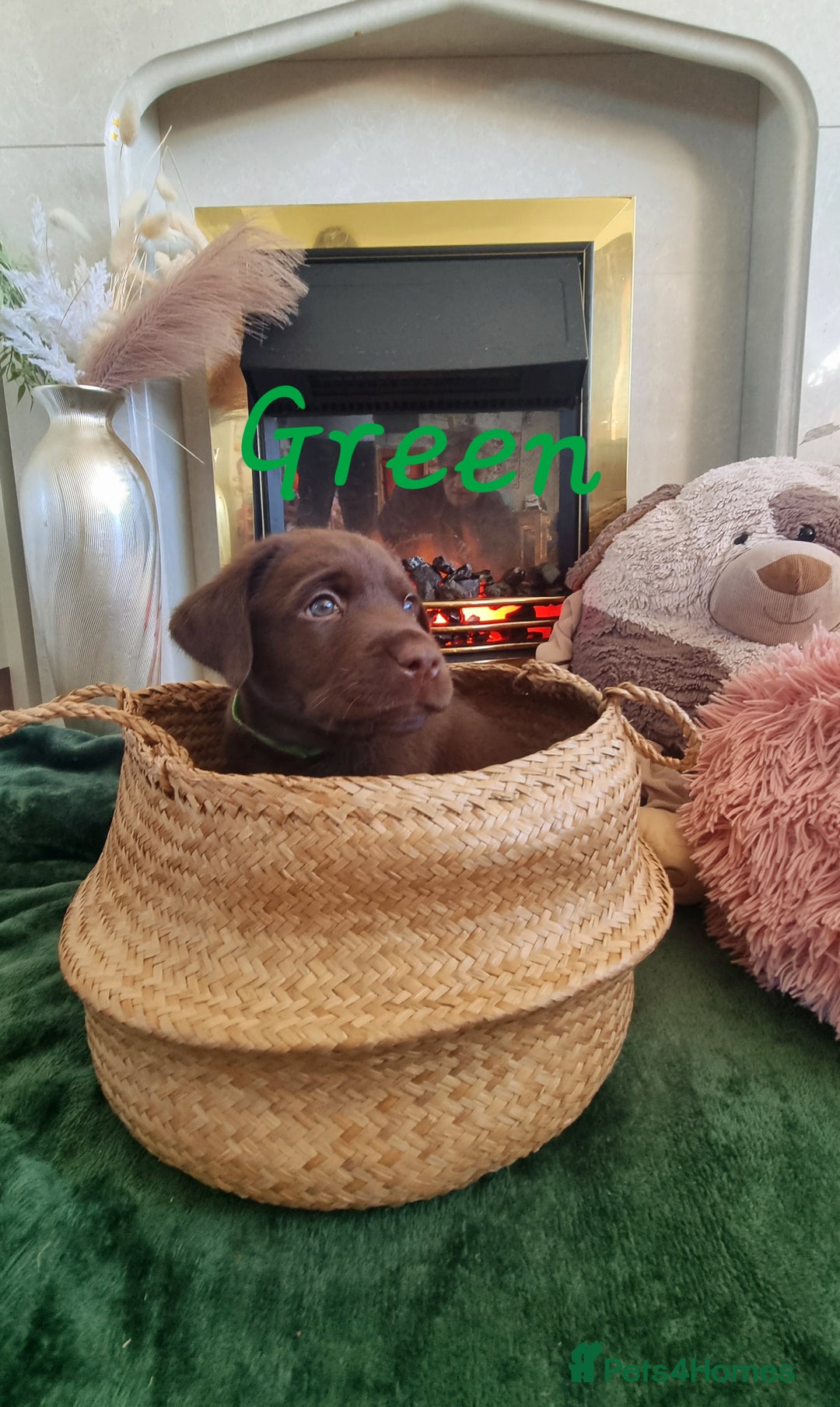 Labrador Retriever dogs for sale: Bundle of Chocolate Joy- Labrador Retrive Puppies - Image 34