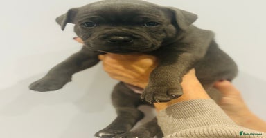 Staffordshire Bull Terrier dogs KC Registered Blue Staffordshire bull terrier - Advert 5