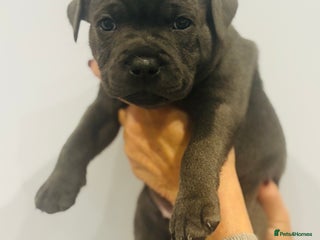 Staffordshire Bull Terrier dogs - Advert 30