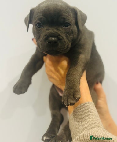 Staffordshire Bull Terrier dogs - Advert 1