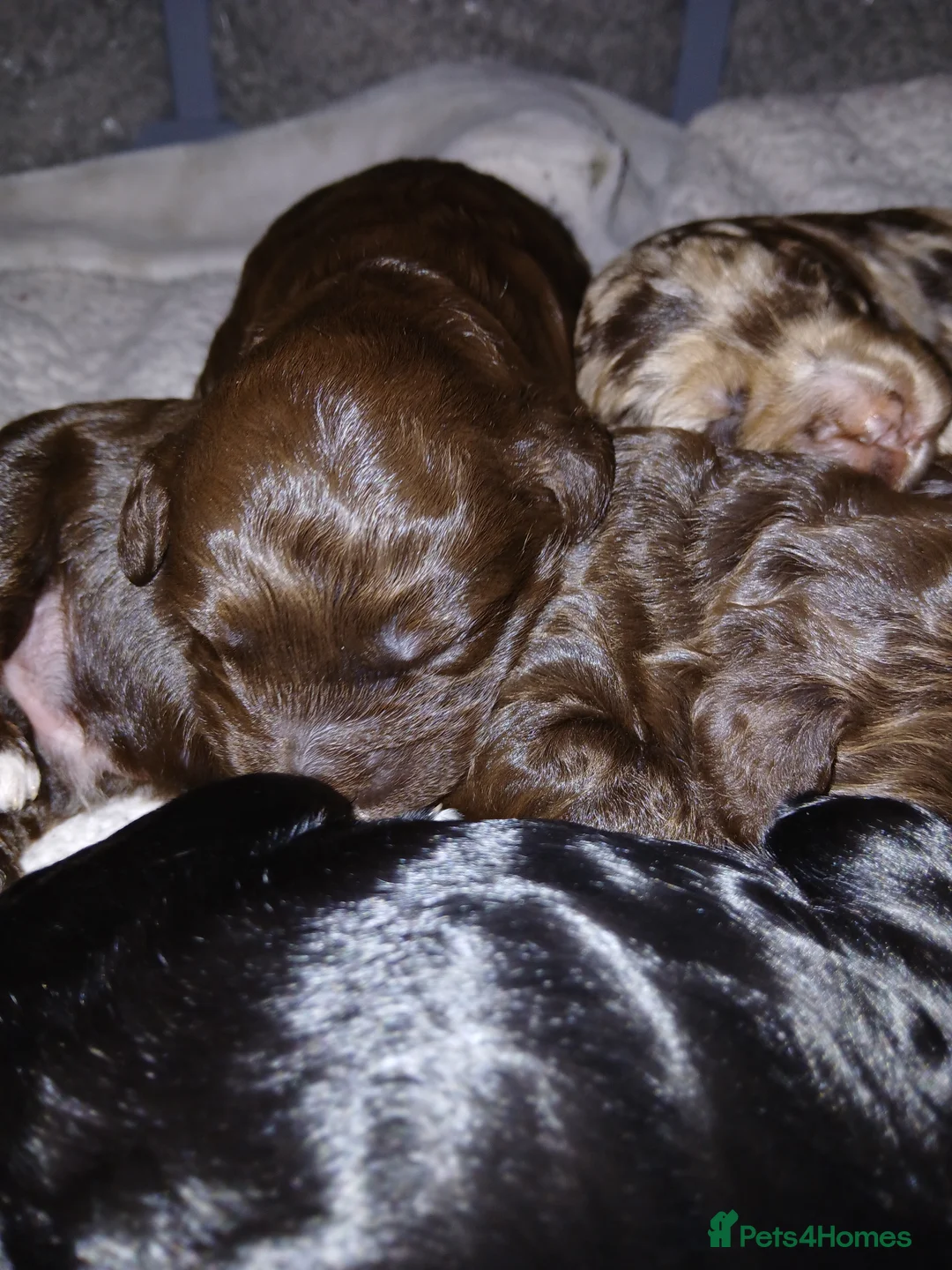 Cockapoo dogs for sale: F1 miniature cockapoos available 16th feb - Advert 13