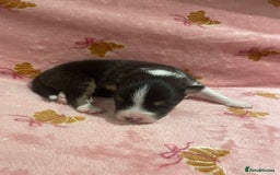 Australian Shepherd dogs for sale: Exceptional Australian Shepherd Puppies - Image 20