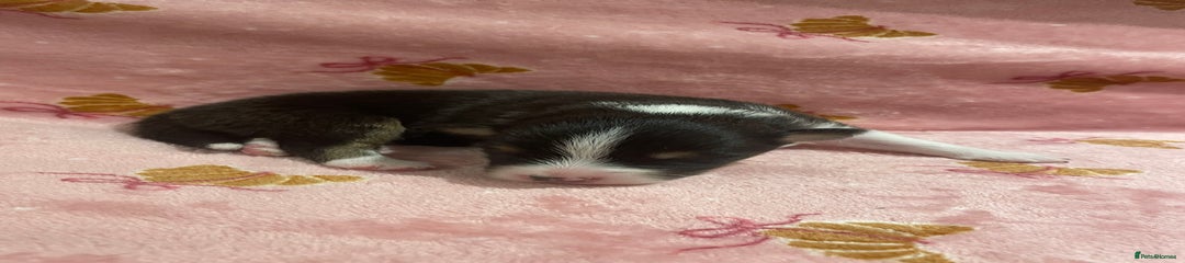 Australian Shepherd Puppy 3 - Blue collar - Black Tri