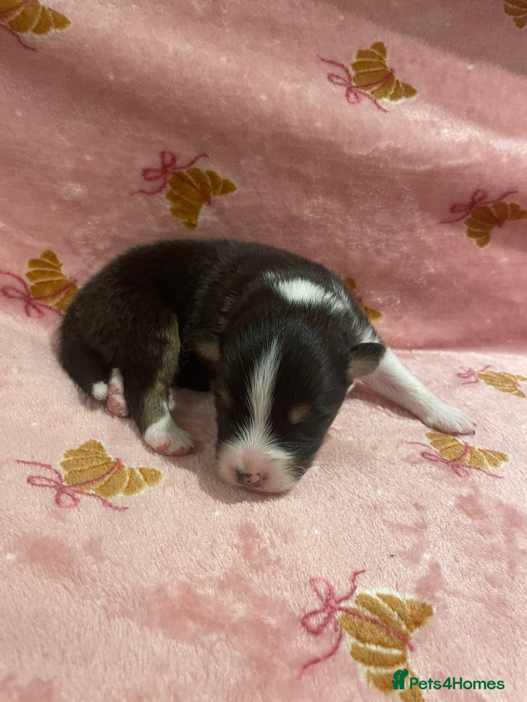 Australian Shepherd dogs for sale: Exceptional Australian Shepherd Puppies - Image 20