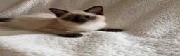 Ragdoll cats for sale: Ready to go beautiful ragdoll kittens in Wembley - Advert 4