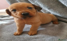 Mixed Breed dogs for sale: Beautiful mixed labrador rottweiler puppies  - Image 18