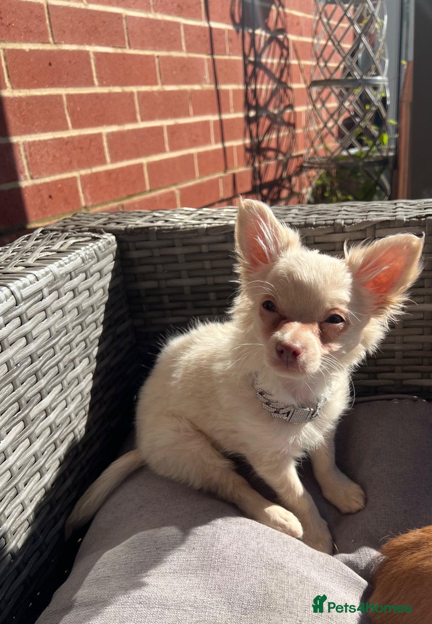 Chihuahua dogs Beautiful long hair boy  - Advert 5