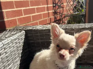 Chihuahua dogs Beautiful long hair boy - Advert 5