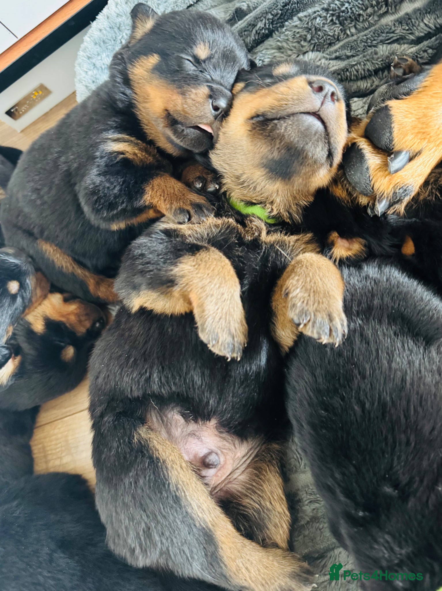 Rottweiler dogs for sale: Pedigree Rottweiler puppies for sale - Advert 16