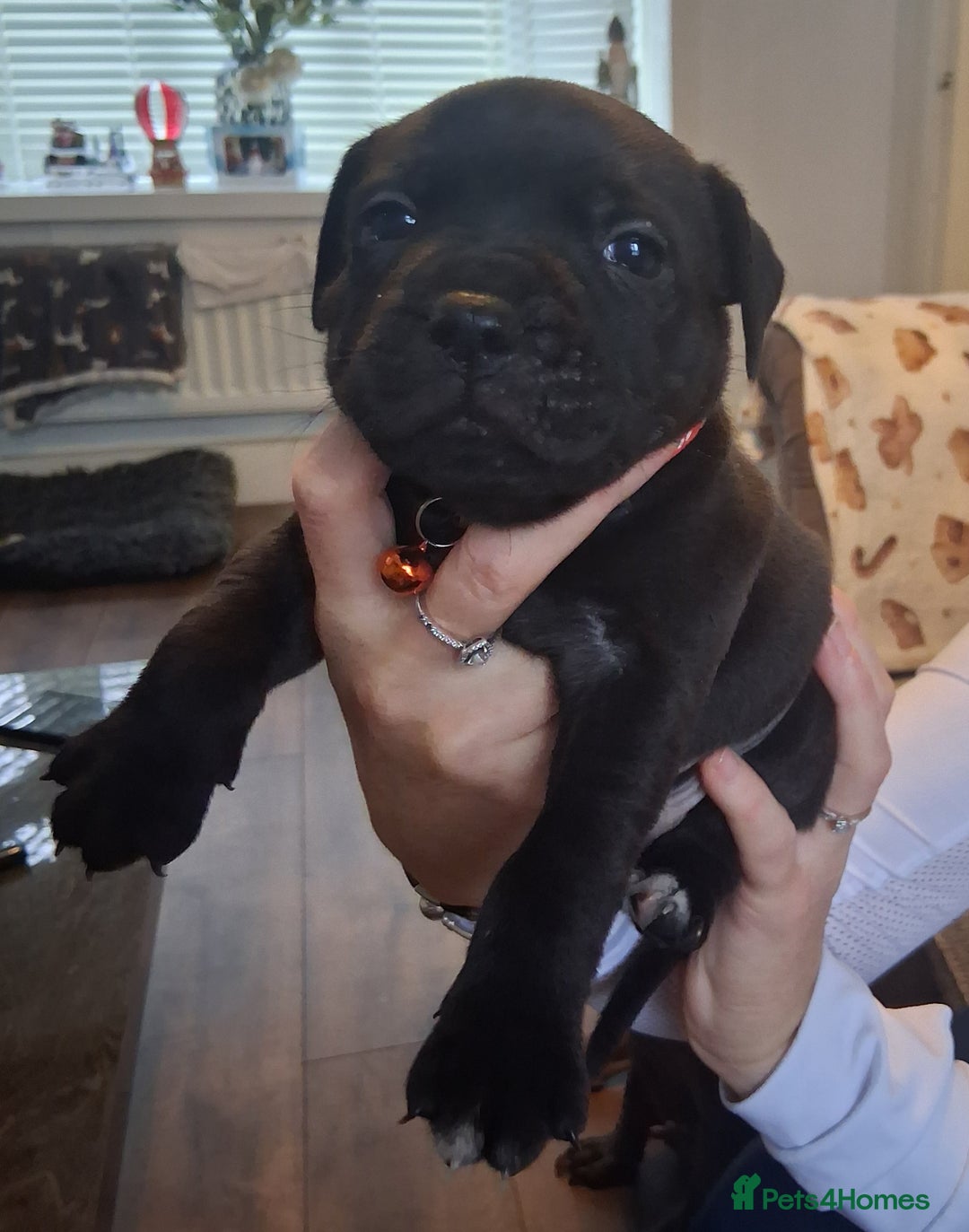 Staffordshire Bull Terrier dogs for sale: Staffordshire bull terrier puppies  - Advert 8