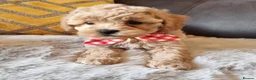 Shihpoo dogs for sale: Gorgeous Little Shihpoo Pups sold Fully Vaccinated - Advert 27
