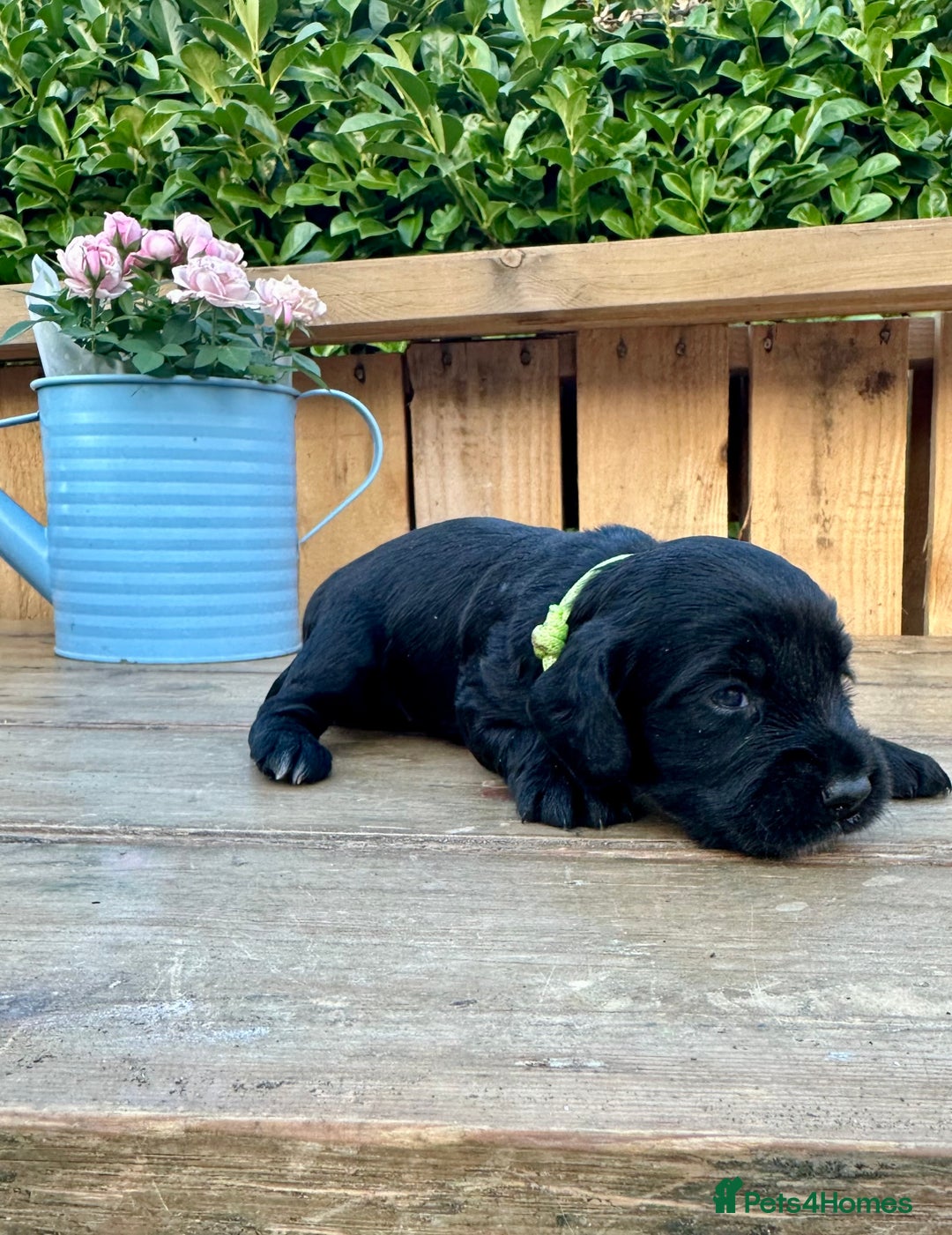 Mixed Breed dogs for sale: Gorgeous litter of 8 x F1 Sprocker Spaniels - Image 24