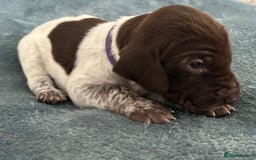 German Shorthaired Pointer dogs for sale: Pure GSP Puppies For Sale - Image 14