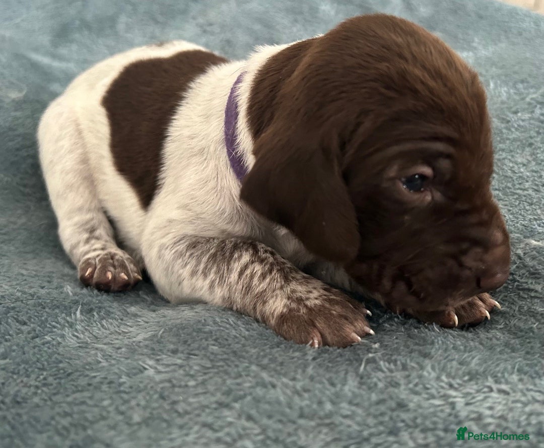German Shorthaired Pointer dogs for sale: Pure GSP Puppies For Sale - Image 14