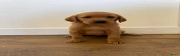 Goldador dogs for sale: Fantastic red goldador puppies  - Advert 4